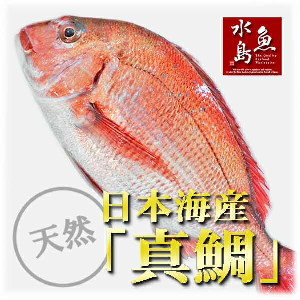楽天市場】【送料無料】天然真鯛 マダイ 桜鯛 日本海産 2.5〜2.9キロ物