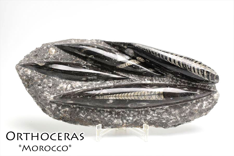 楽天市場】オルソセラス 直角貝 化石 プレート 簡易イーゼルスタンド