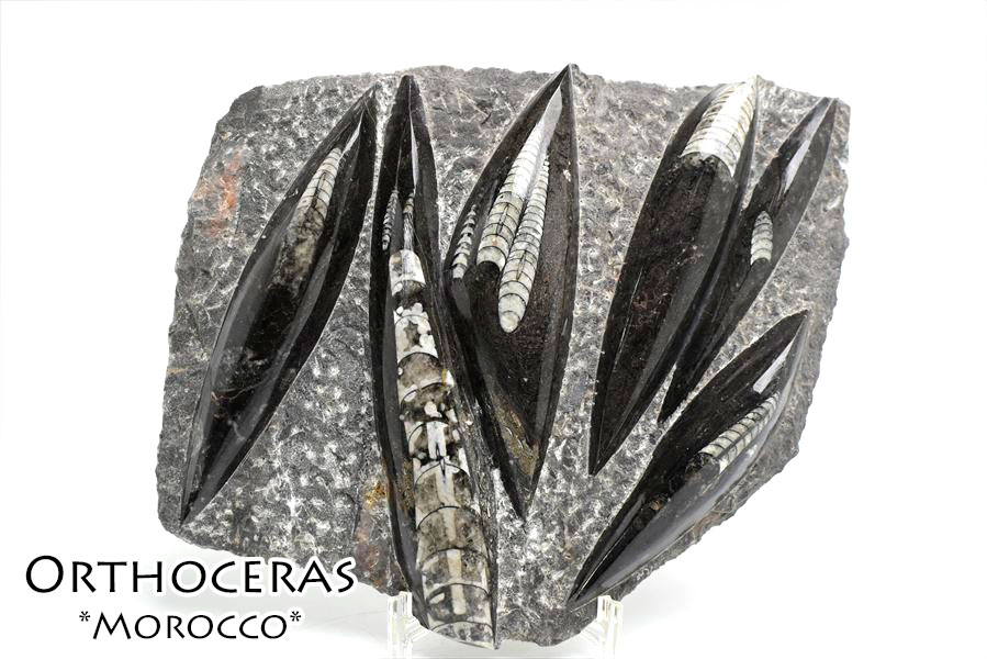 楽天市場】オルソセラス 直角貝 化石 プレート 簡易イーゼルスタンド