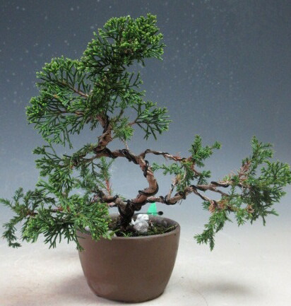 糸魚川真柏」の人気商品一覧 | 安い商品を通販サイトから探す - 価格.com