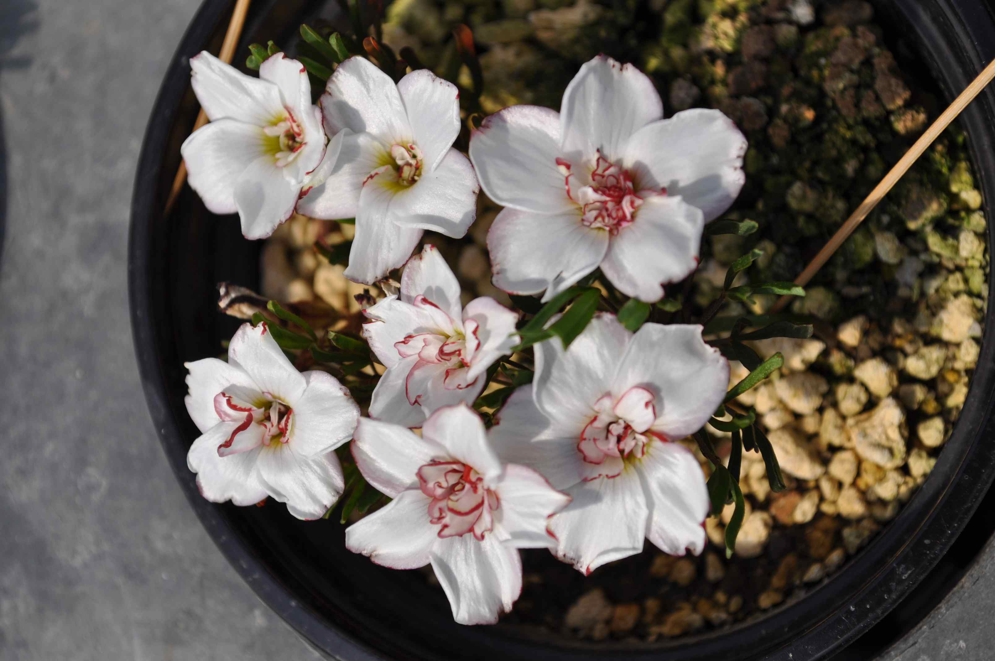 楽天市場】球根 花 植えっぱなしOK 八重咲き オキザリス シンデレラ