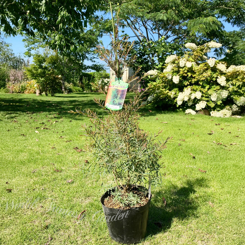 楽天市場】植木 メラルーカ レッドジェム 1鉢 5号【お届け中 地域限定