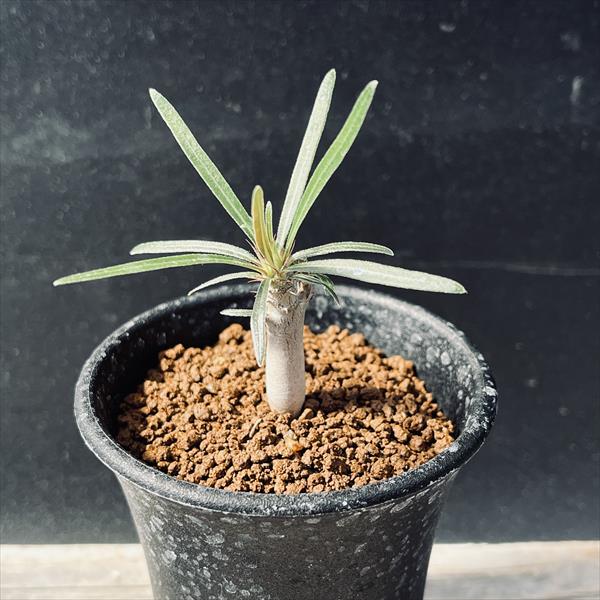 楽天市場】☆特価☆コーデックス：パキポディウム グラキリス 実生 S