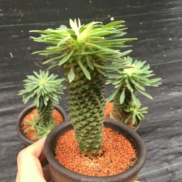 楽天市場】多肉植物：ユーフォルビア 峨眉山鉄甲 陶器鉢*8cm : 遊恵