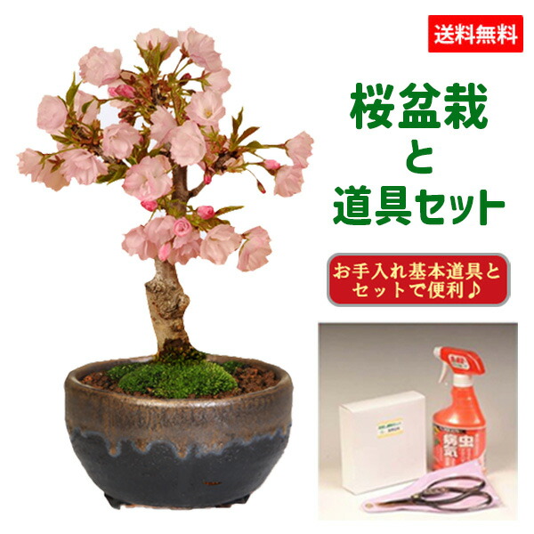 楽天市場】【即日出荷可!】桜盆栽：旭山桜(高級信楽焼黒イブシ金彩小鉢