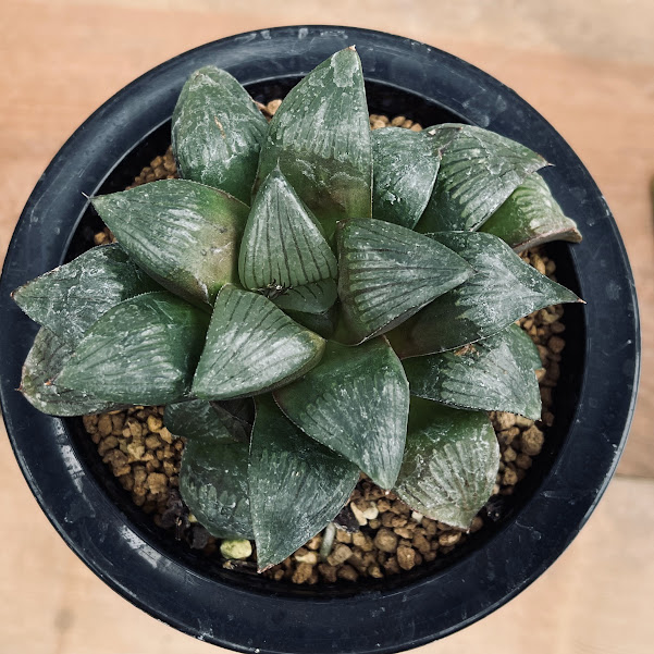 楽天市場】多肉植物：ハオルチア マトリクス*M 幅9cm : 遊恵盆栽