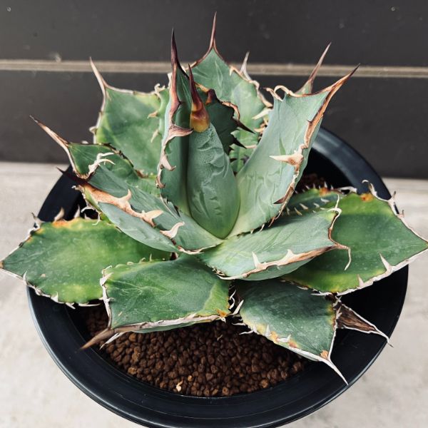 楽天市場】多肉植物：アガベ チタノタ錦 覆輪*幅19cm 現品！一品限り