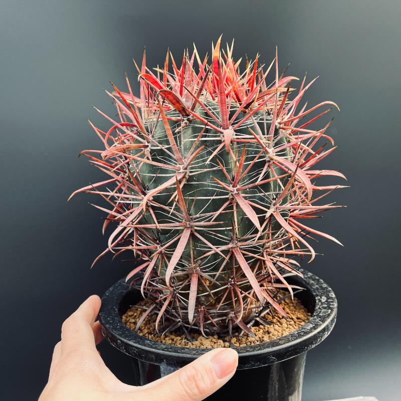 楽天市場】サボテン：フェロカクタス 神仙玉*幅12cm 現品！一品限り