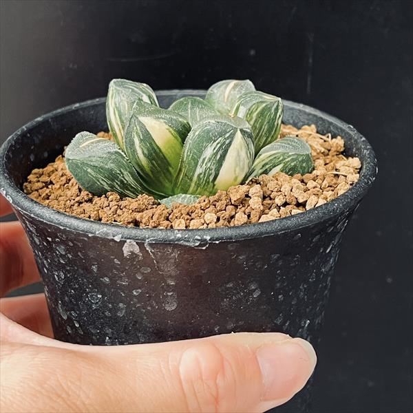 楽天市場】多肉植物：ハオルチア 鮮明黄色斑 コレクタ錦*幅6cm 現品