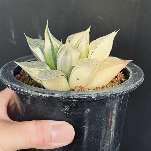 楽天市場】☆特価☆多肉植物：ハオルチア コンコレ錦（コンプト