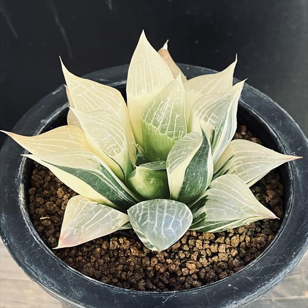 楽天市場】☆特価☆多肉植物：ハオルチア コンコレ錦（コンプト