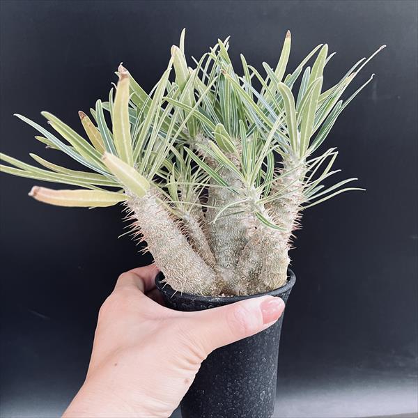 楽天市場】コーデックス：パキポディウム グラキリス 実生*枝幅13cm