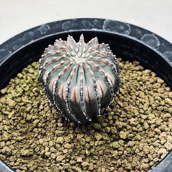 楽天市場】サボテン：ゲオヒントニア メキシカーナ 実生*幅3.5cm