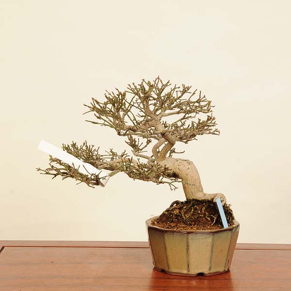 楽天市場】盆栽 特選：こまゆみ 現品*コマユミ Komayumi bonsai