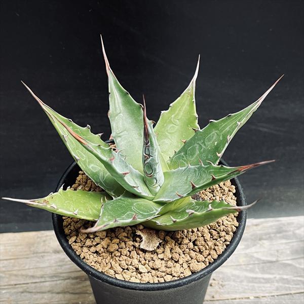 楽天市場】多肉植物：アガベ モンタナ*幅11cm : 遊恵盆栽 楽天市場店