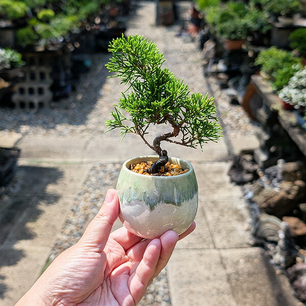 盆栽鉢 桑津香石 絵鉢 大きめ長方形 鳥 松 小品盆栽 盆栽鉢桑津香石絵