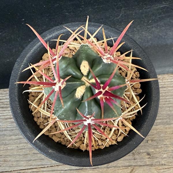 楽天市場】サボテン：フェロカクタス 神仙玉*幅4cm ☆赤松実生