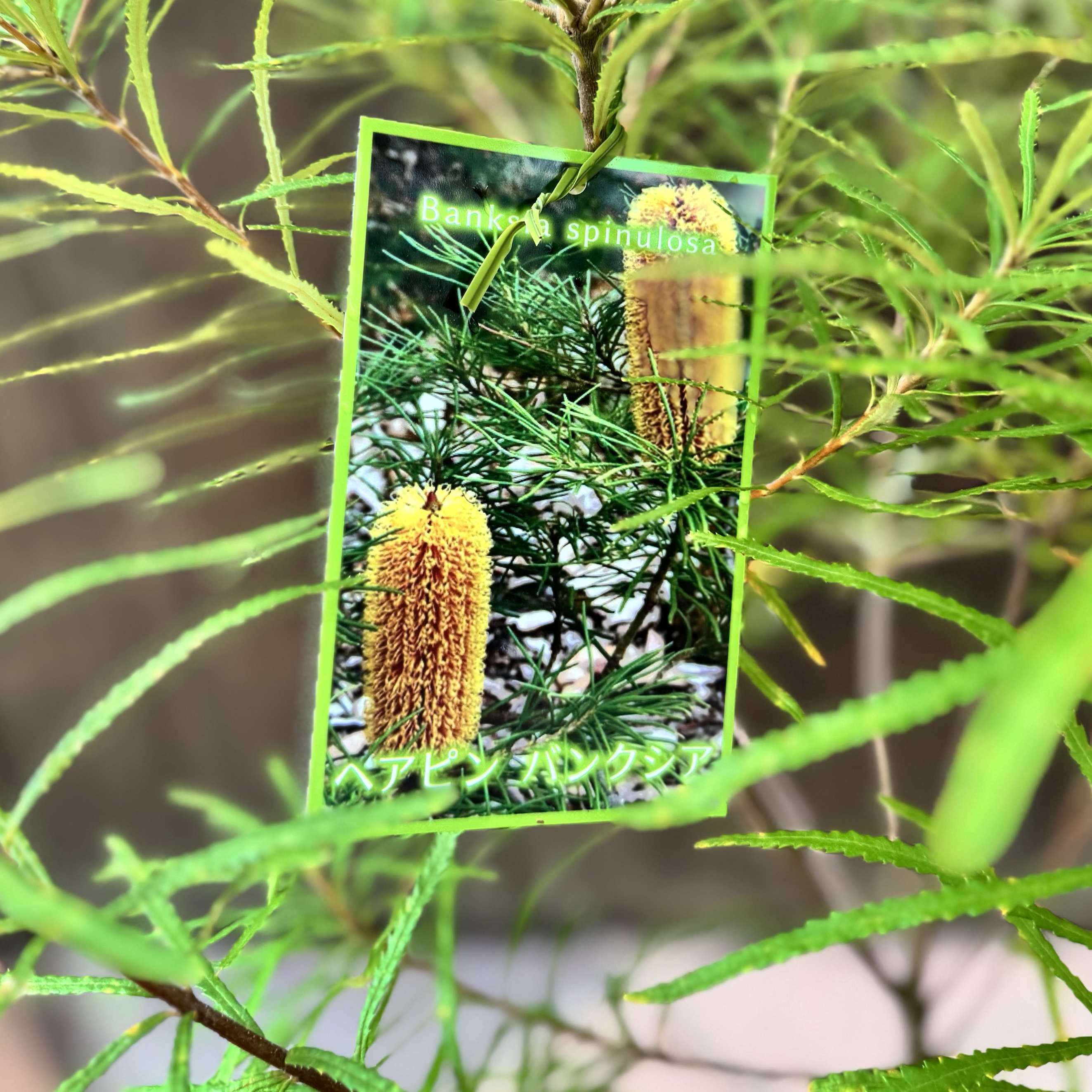 楽天市場】観葉植物 鉢花 苗：バンクシア スピヌロサ* ヘアピン