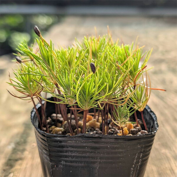 楽天市場】苗：赤松寄せ（赤ちゃん苗）*あかまつ アカマツ akamatsu