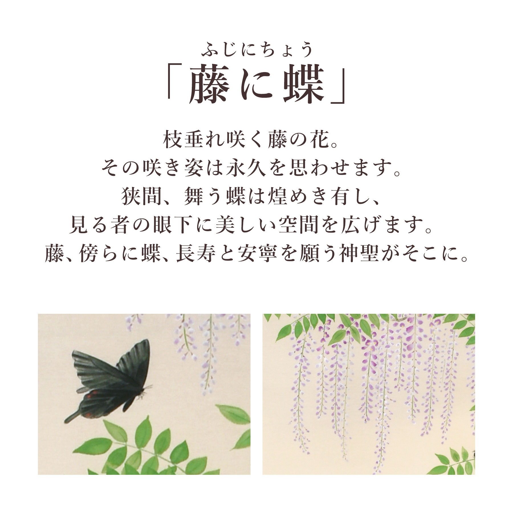 楽天市場】掛け軸「藤に蝶」 富岡蘇峰 尺五立 サイズ：54.5×190cm 桐箱