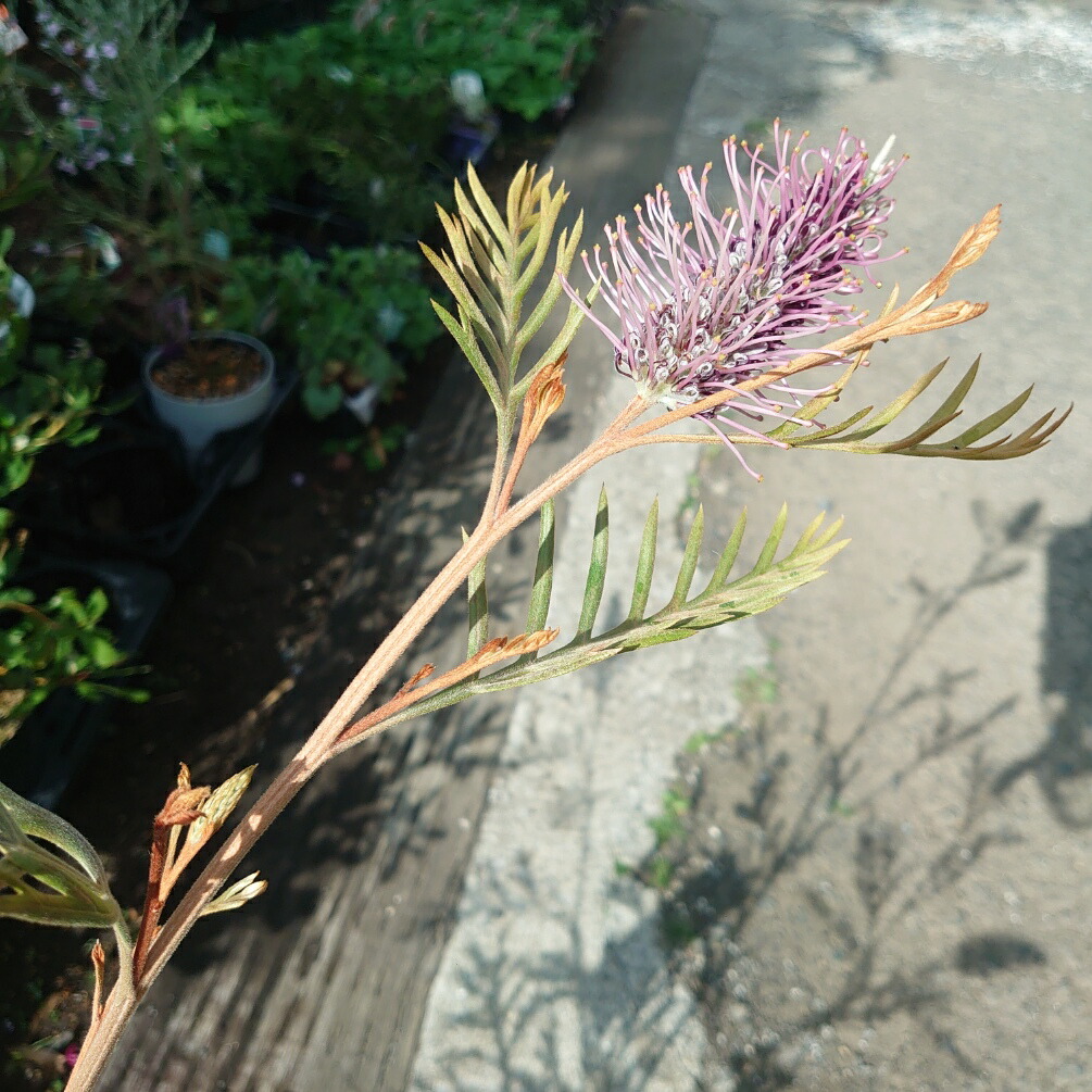 楽天市場】花芽付き！グレビレア ドーンパープル 大株 オージー