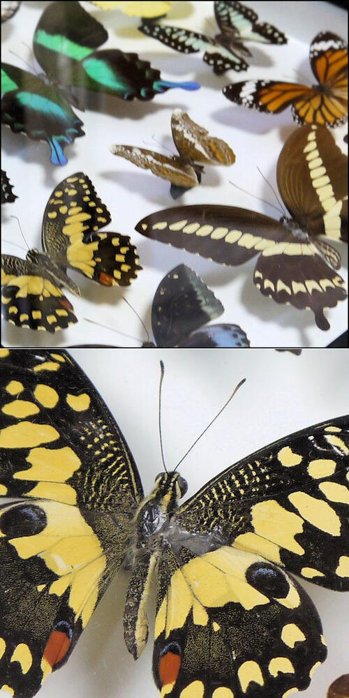 楽天市場】【宅配便送料無料】昆虫の標本 蝶の標本 14匹セット