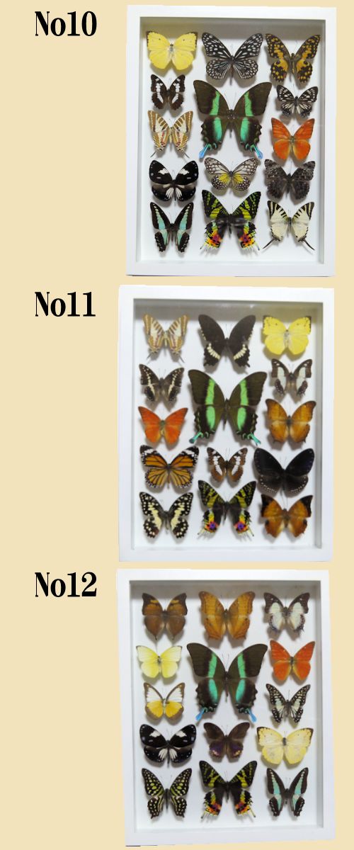 楽天市場】【宅配便送料無料】昆虫の標本 蝶の標本 14匹セット