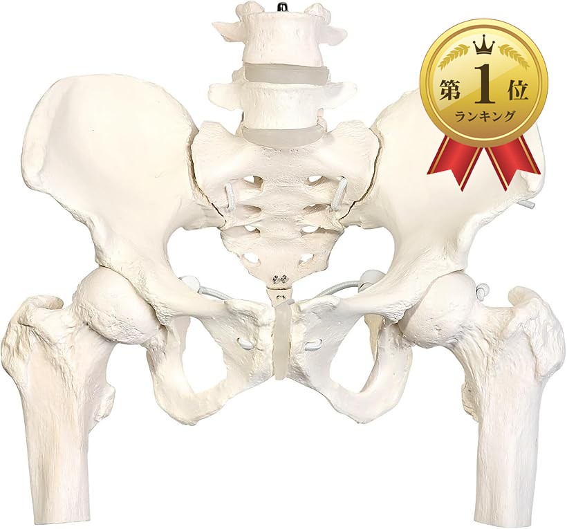 楽天市場】【楽天ランキング1位入賞】グイッと動かせる大腿骨付き骨盤