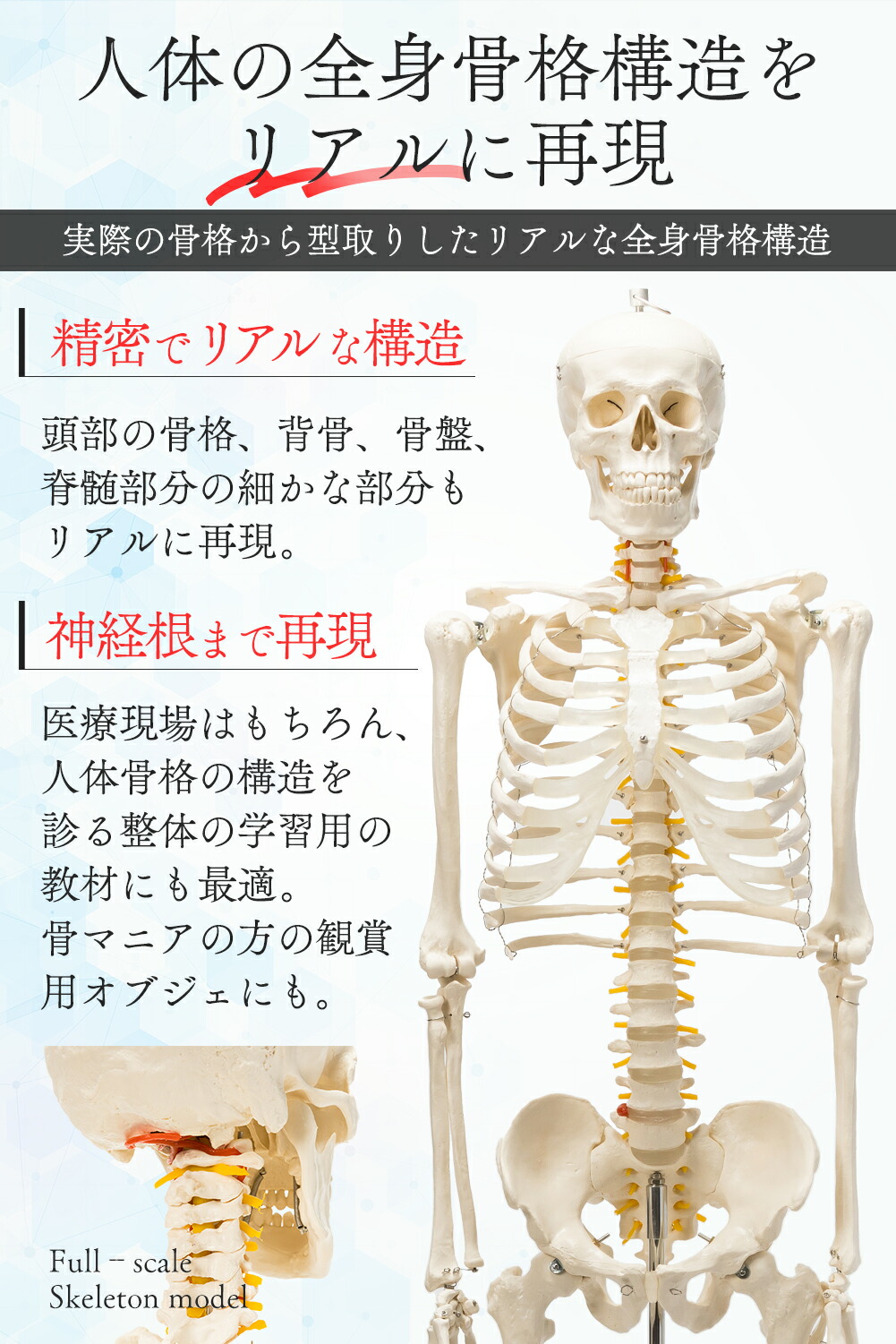 楽天市場】【国際規格認証品】 等身大 人体模型 骨格模型 170cm