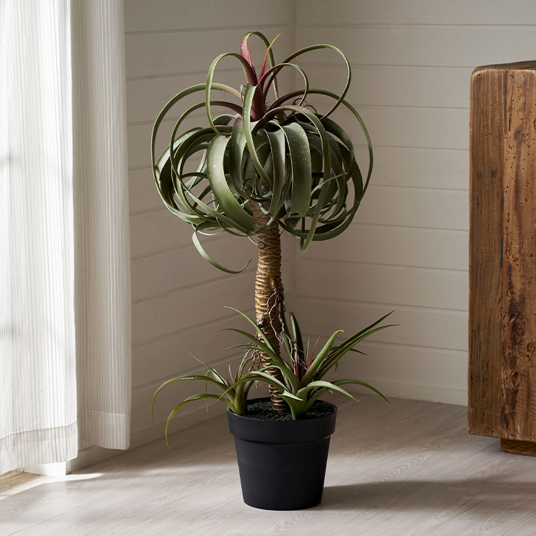 楽天市場】フェイクグリーン チランジア キセログラフィカ 高さ 83cm