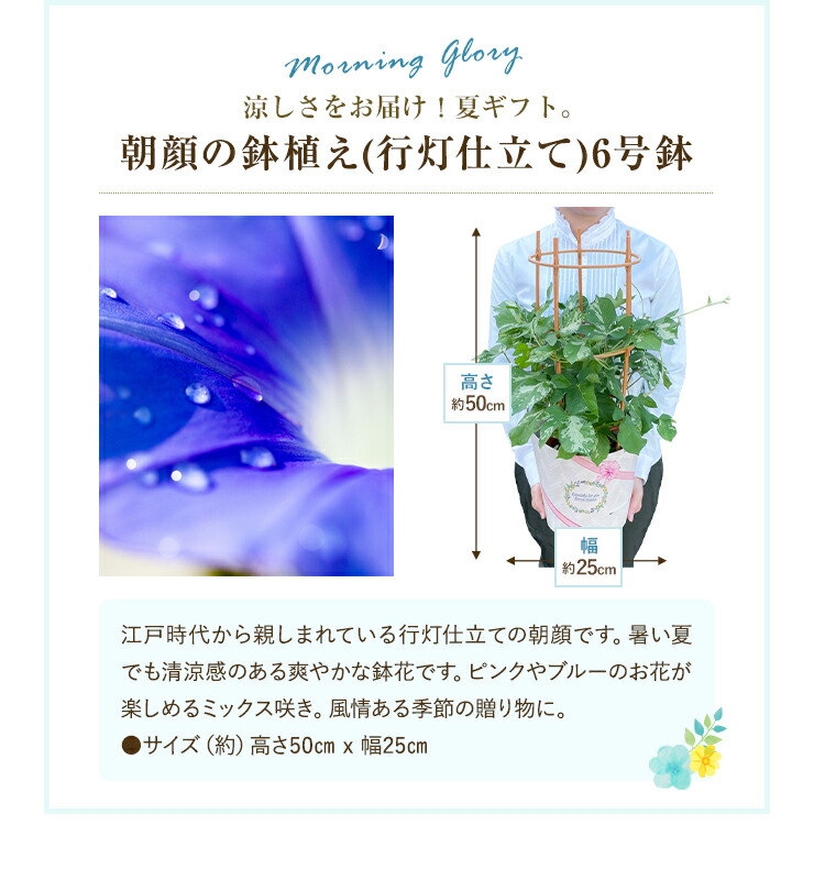 楽天市場】朝顔 鉢植え あさがお アサガオ 送料無料 6号 鉢 日本朝顔