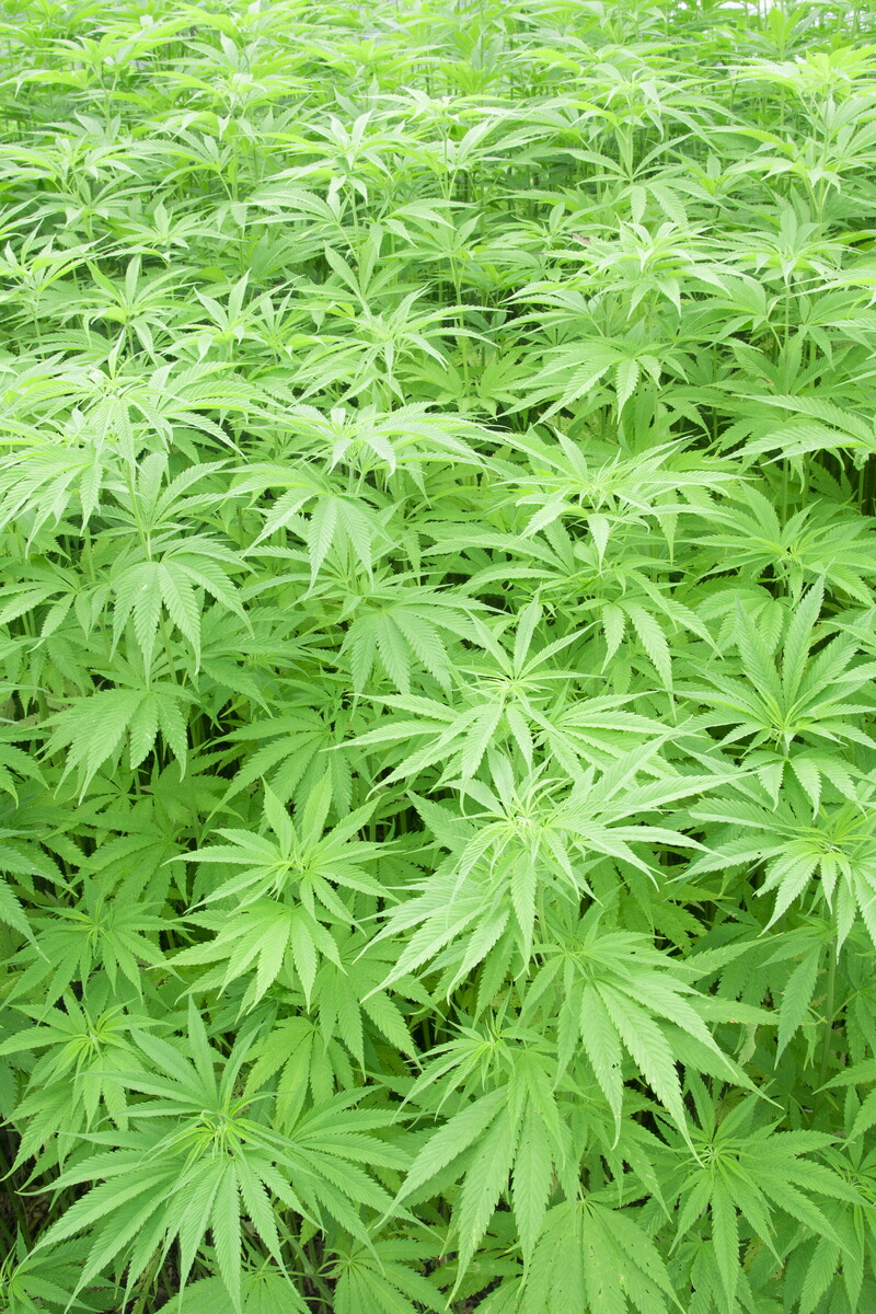 楽天市場】予約販売【国産】野州麻ブランドの素晴らしい最特上級の精麻