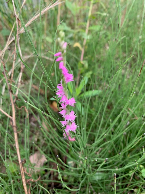 That Screwy Flower- the Nejibana (捩花)! – TsukuBlog