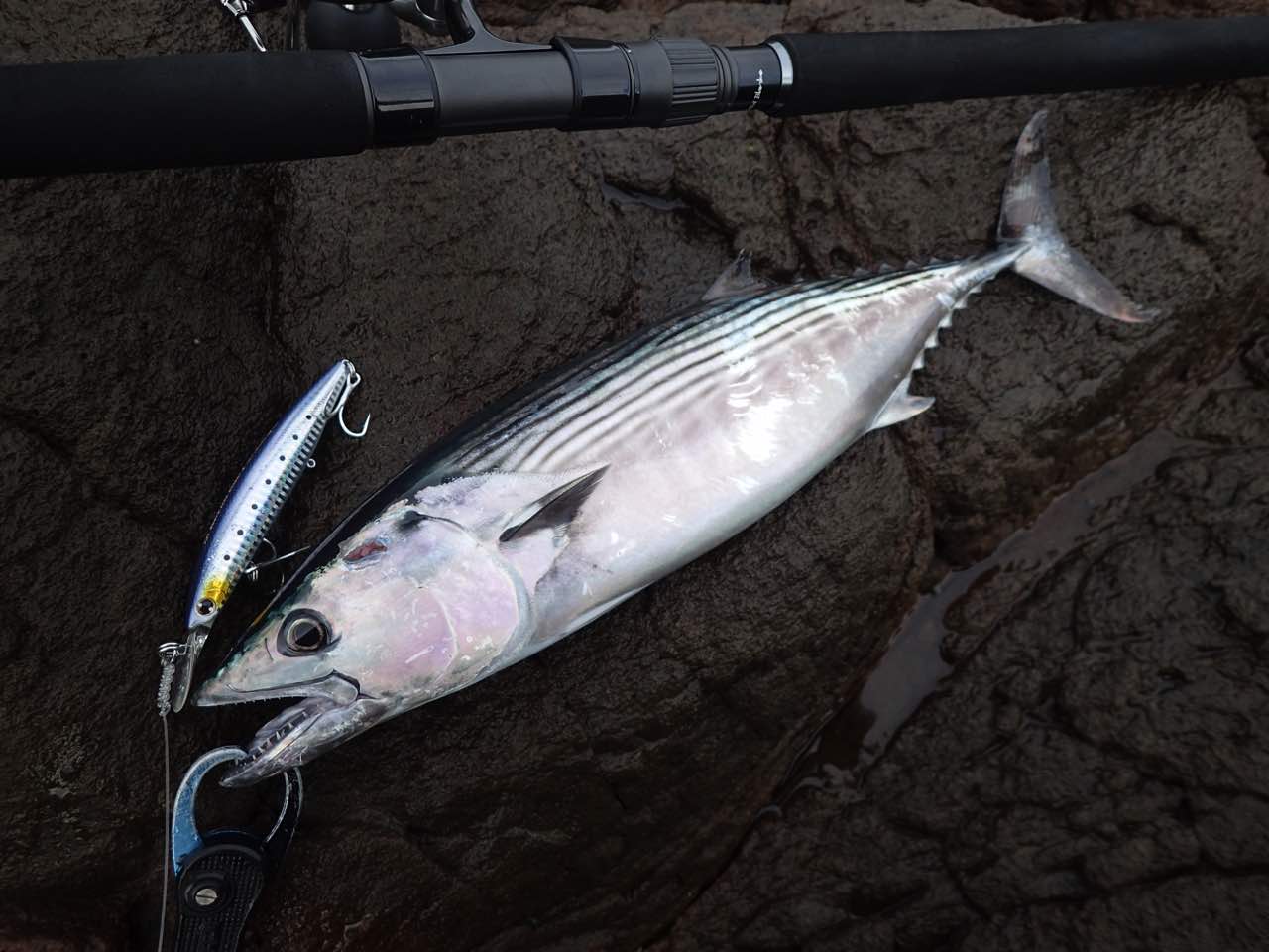 青物ロッドおすすめ】ヤマガブランクス ブルースナイパー 106H PS 徹底