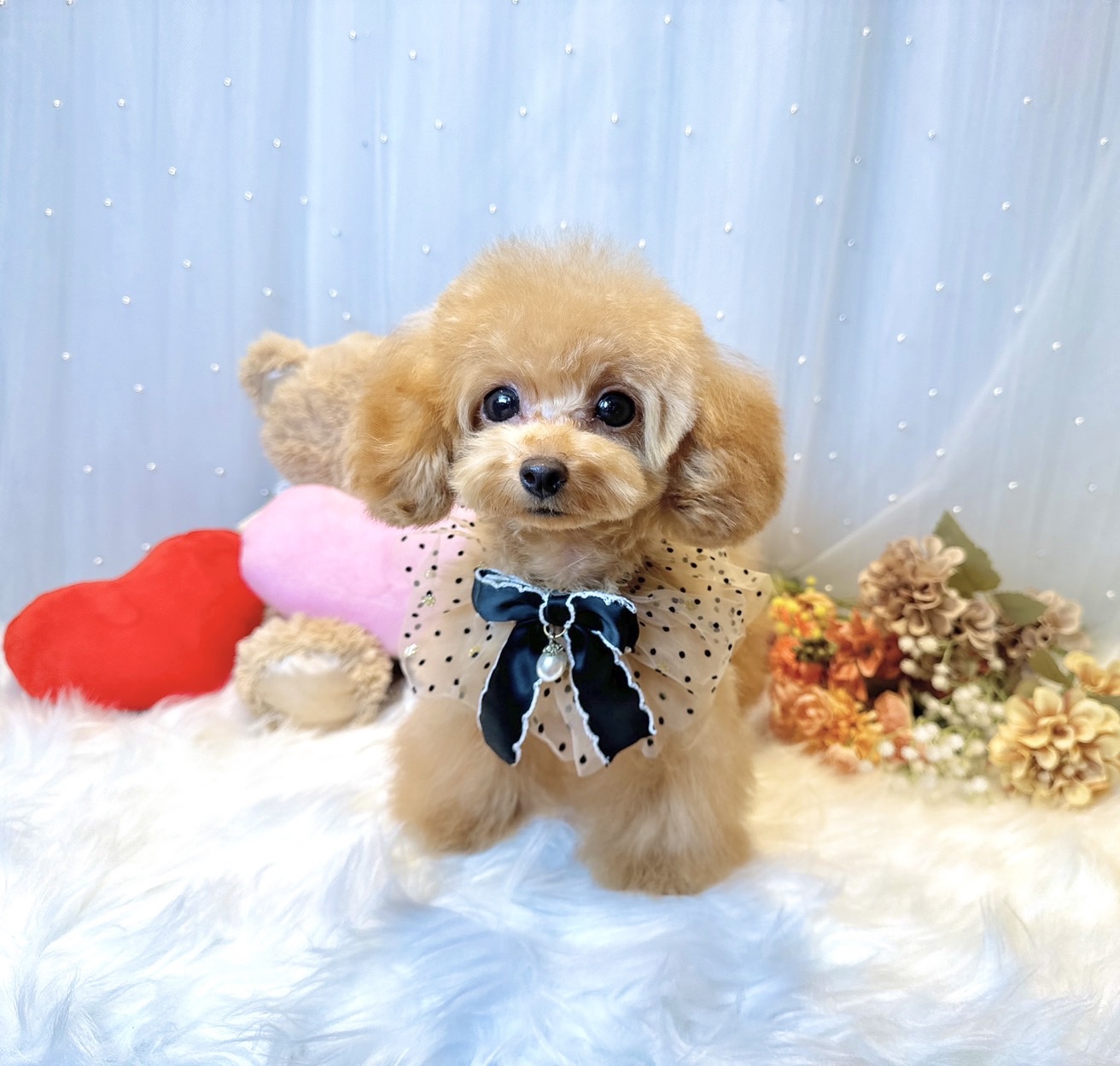 足が短い！レッドフォーン（レッド）の女の子♡＊4376 | トイプードル