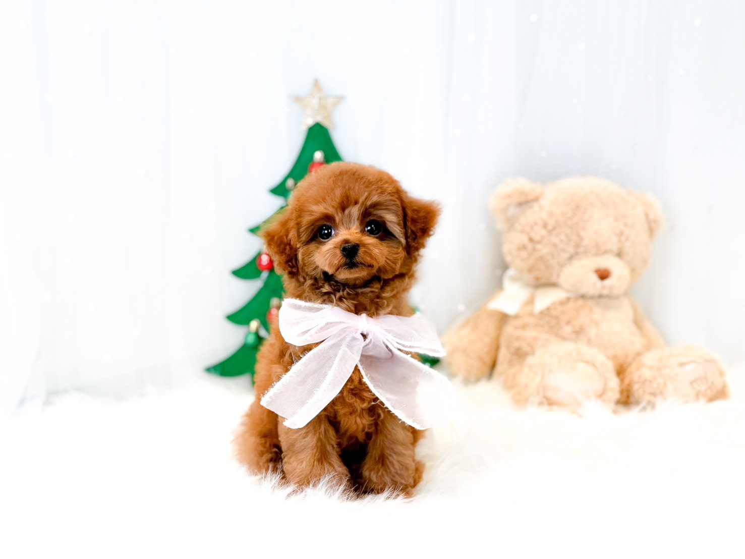 くりくりおめめでスタイル抜群！レッドフォーン（レッド）の女の子