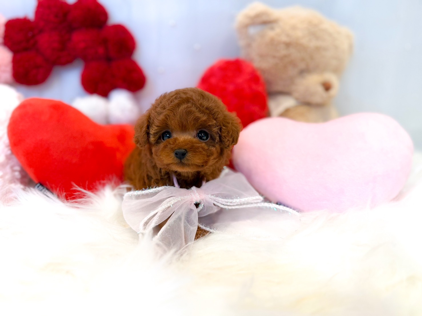 トイプードル子犬のご紹介 | トイプードル専門店｜フェアリスリール