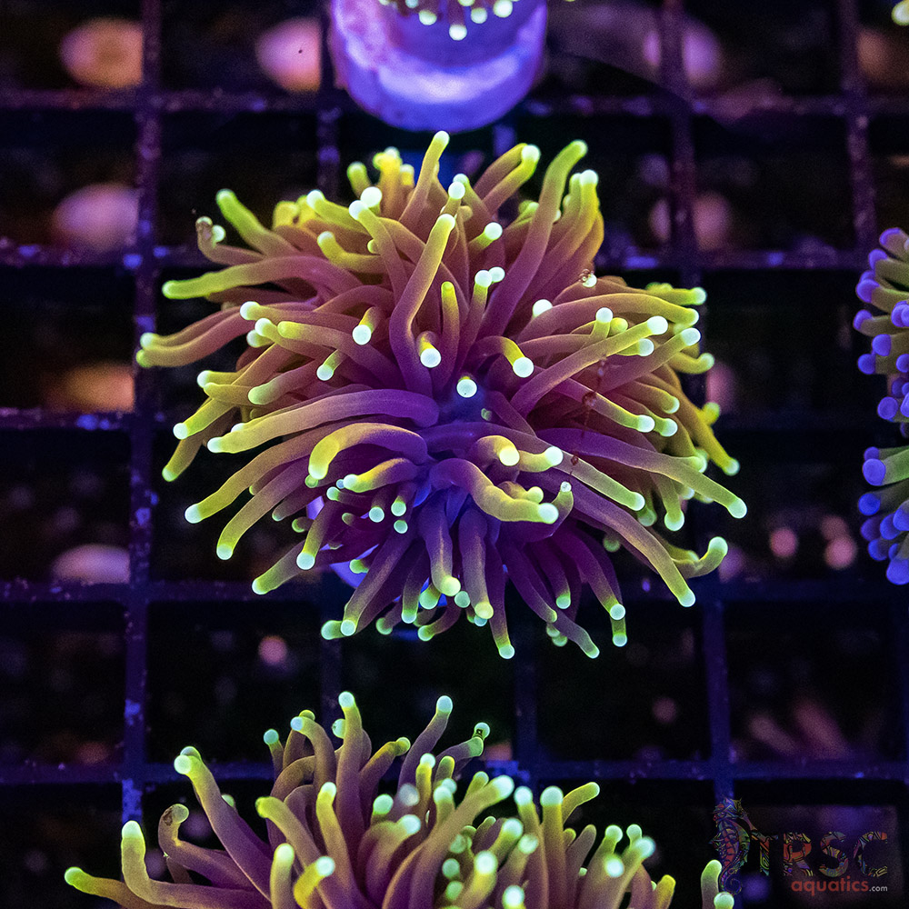 Hellfire Torch E08 • TRSC Aquatics