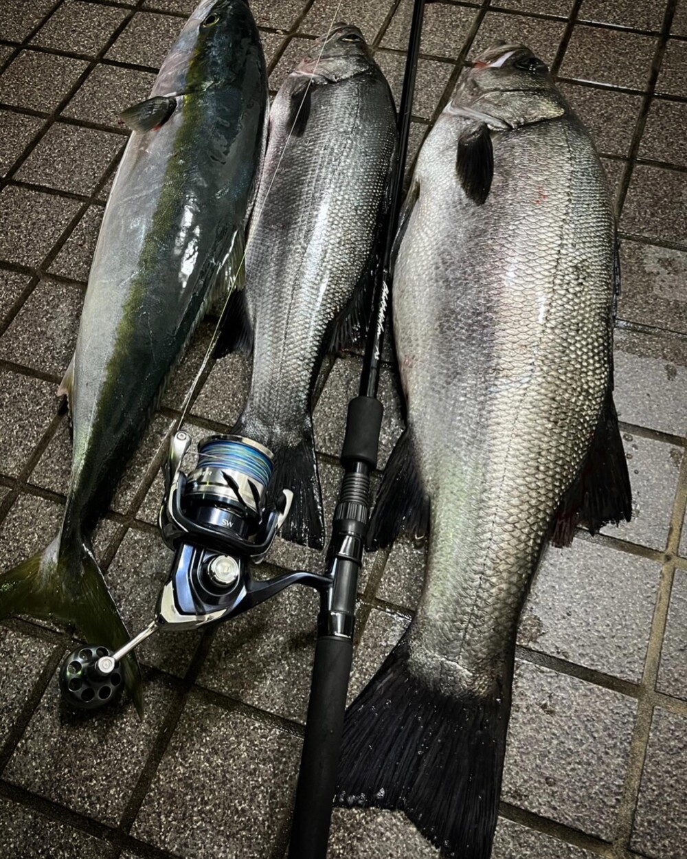 三重県 ヒラスズキ (BlackAddiction 105) | TRUTH JAPAN