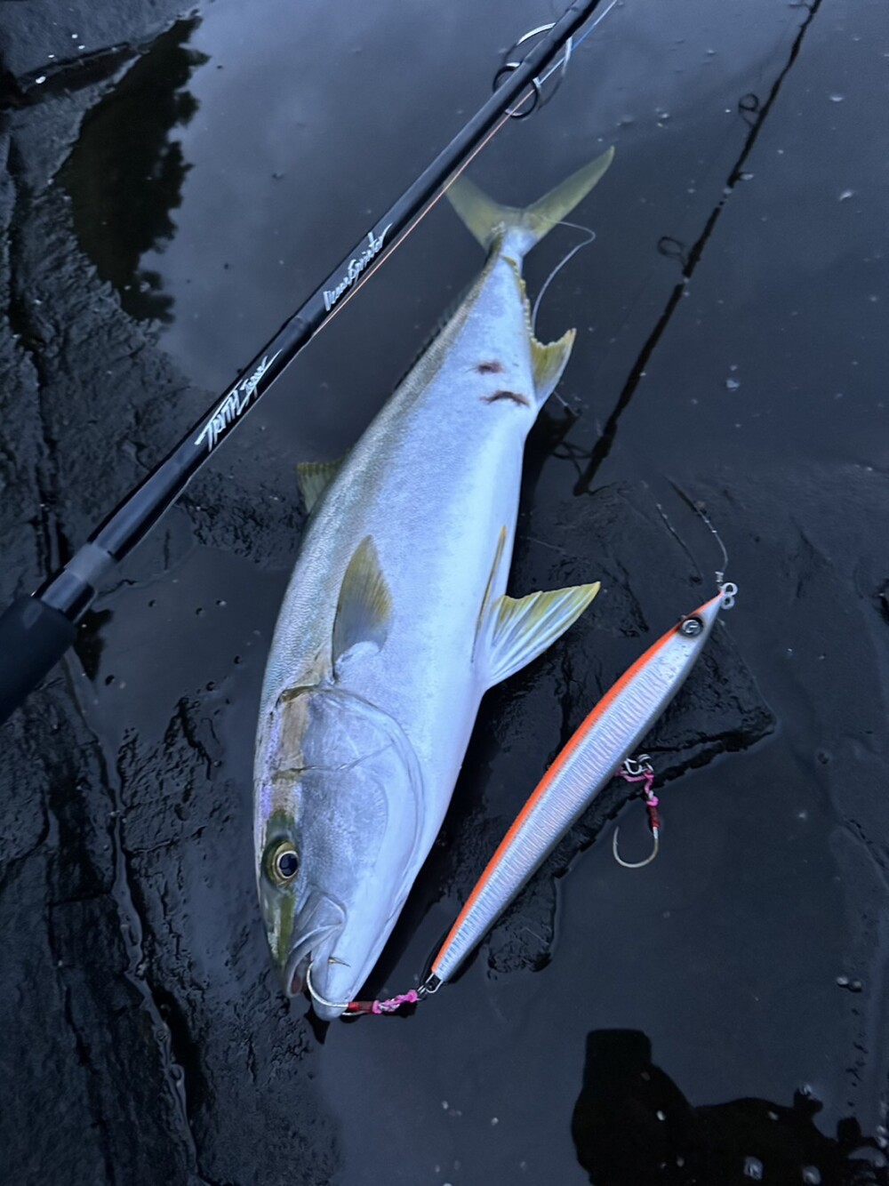 北部九州 ロックショアヒラマサキャスティング (OceanSprinter838