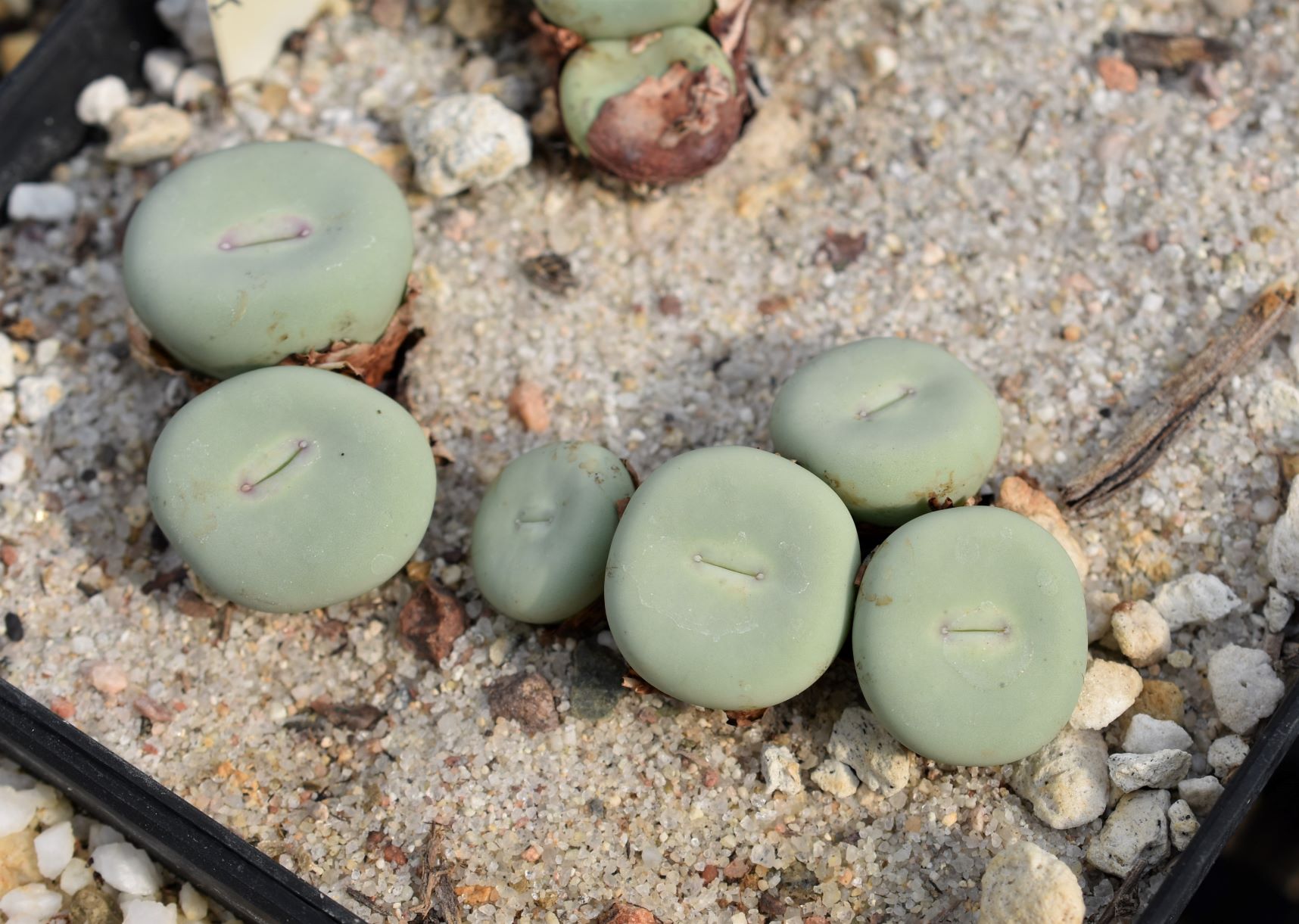 Conophytum Eye Candy, Part 3 - Visit to Steve Hammer - Trex Plants
