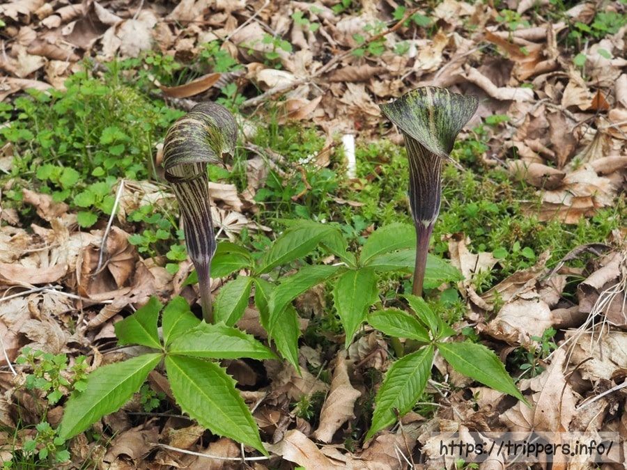 オオミネテンナンショウ