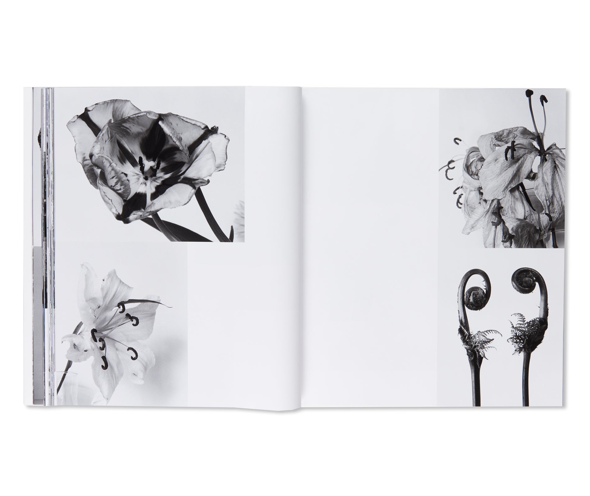 愛ノ花 / AI NO HANA by Nobuyoshi Araki – twelvebooks
