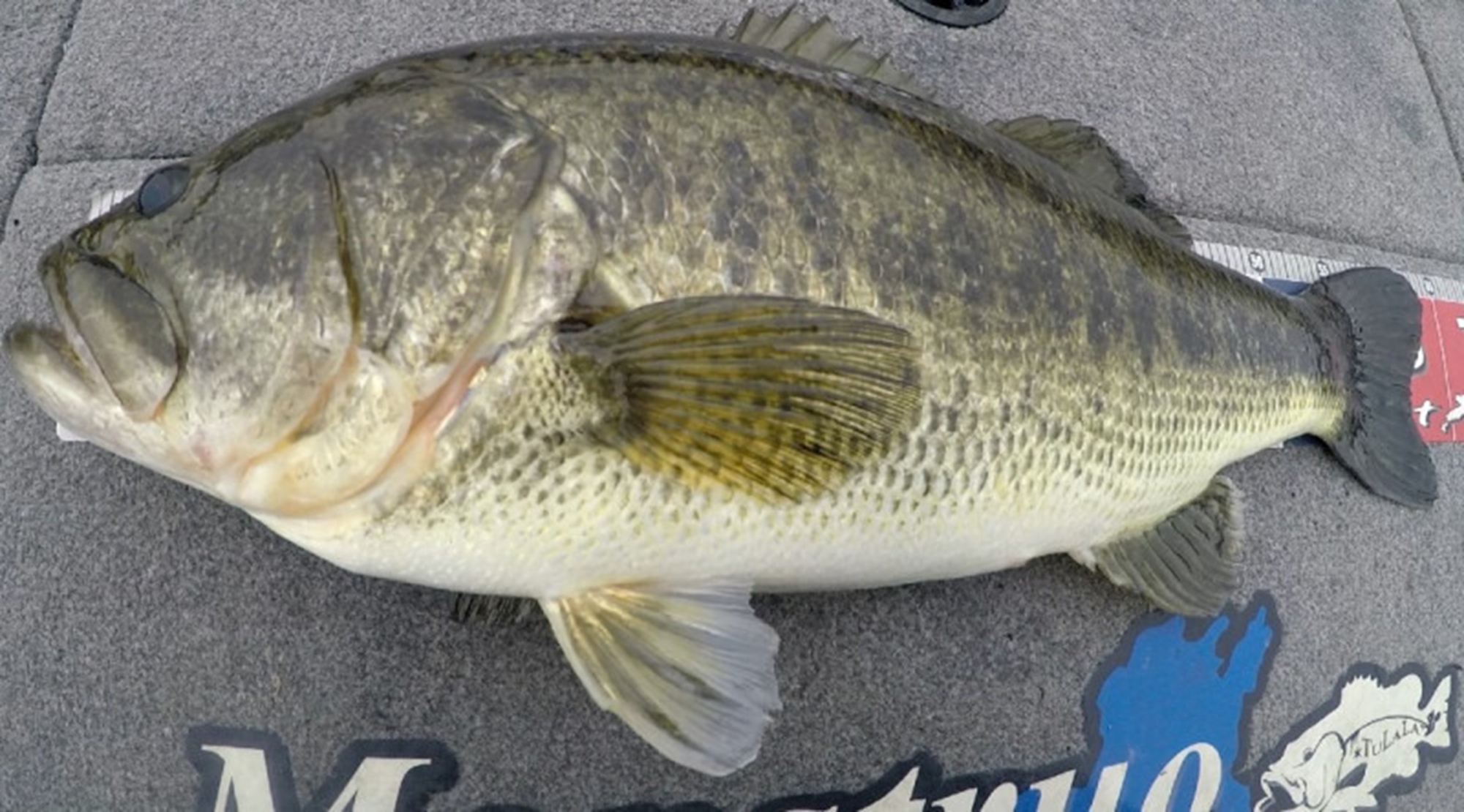 TULALA | Ford every stream | » Monstruo”ConceptDestruction” 66MLS