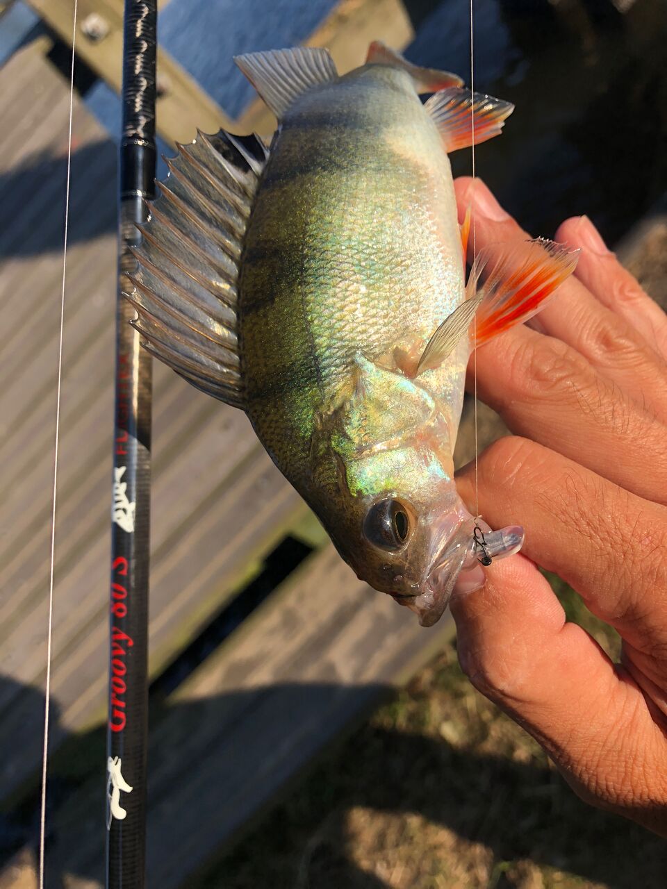 TULALA | Ford every stream | » Flightex Groovy 80S