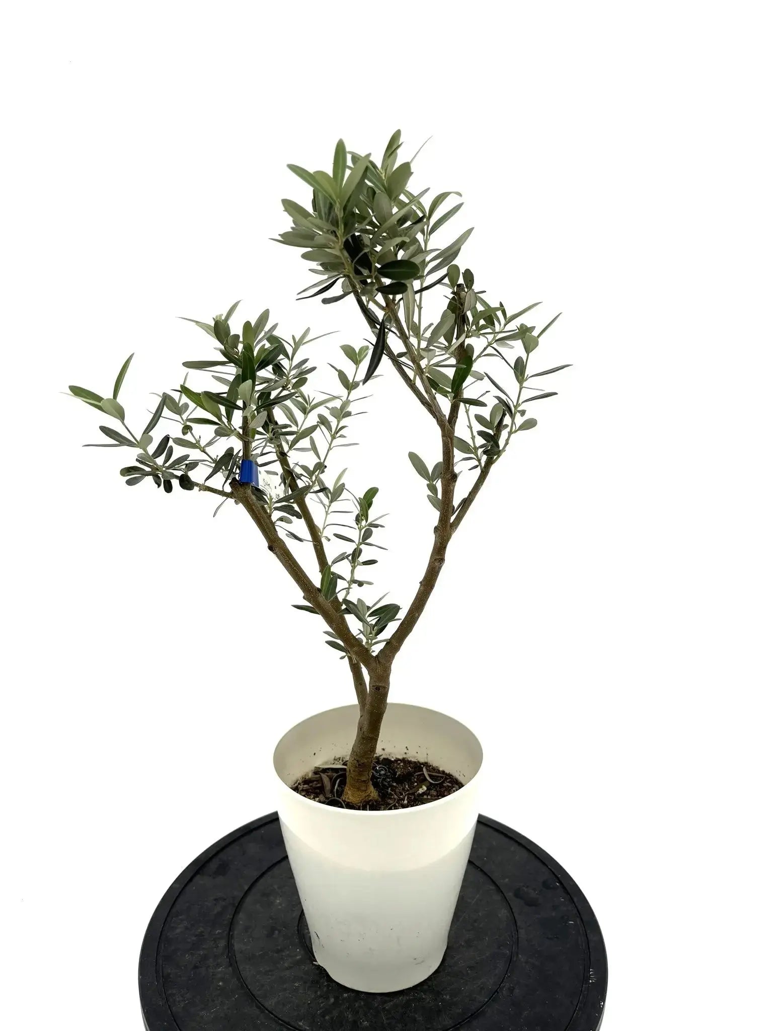 希少・銀葉】セントキャサリン（オリーブの木）〈直立型〉｜60cm｜XS