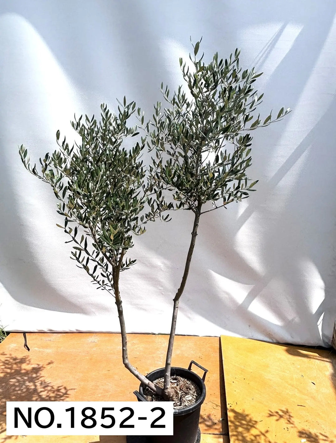 法人限定】ルッカ（オリーブの木）｜XL｜NO.1841｜約240cm｜人気・寒冷