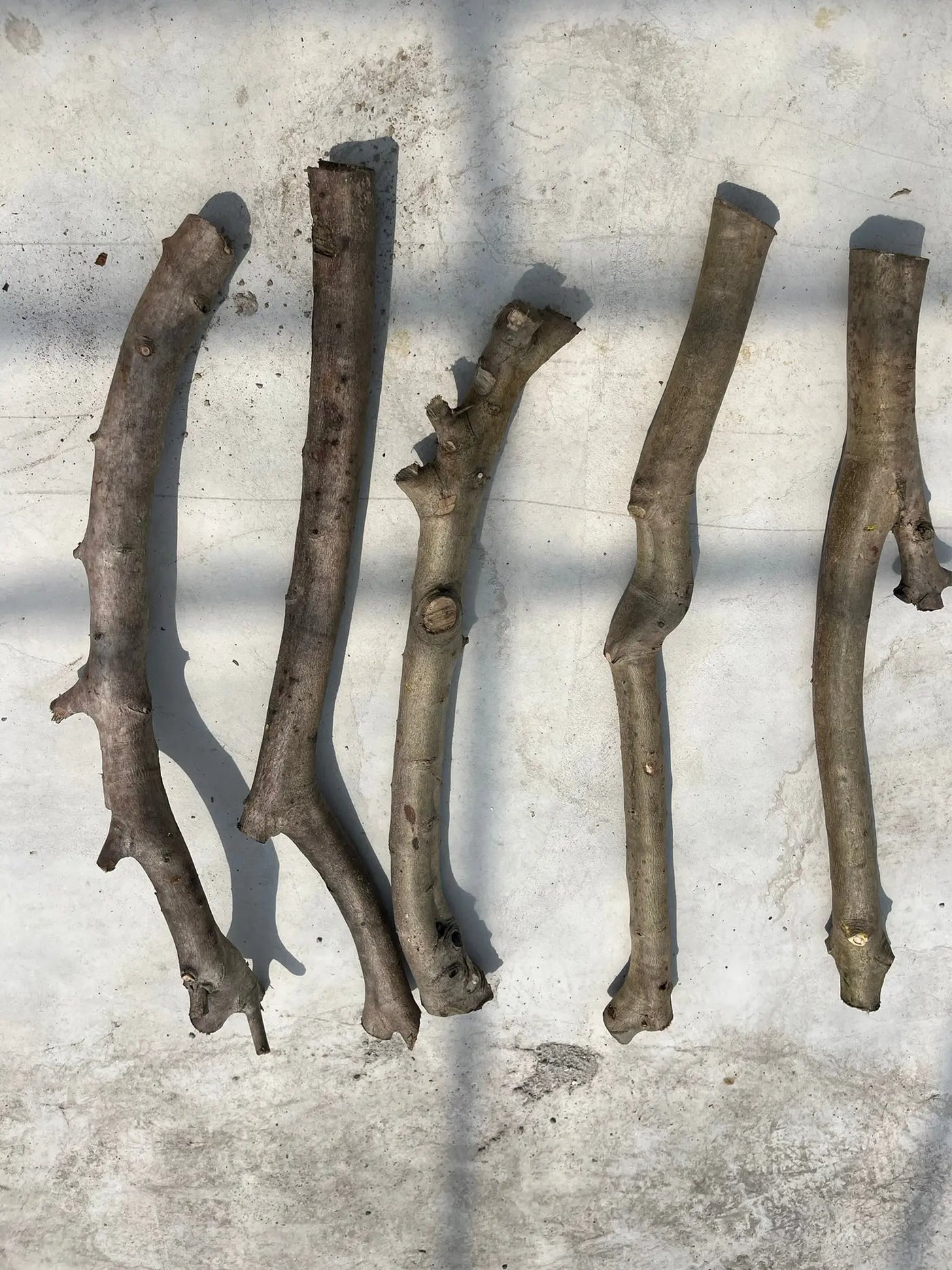 オリーブの木 剪定枝 オリーブ 剪定枝 切枝 太い枝5cm以下10〜20本