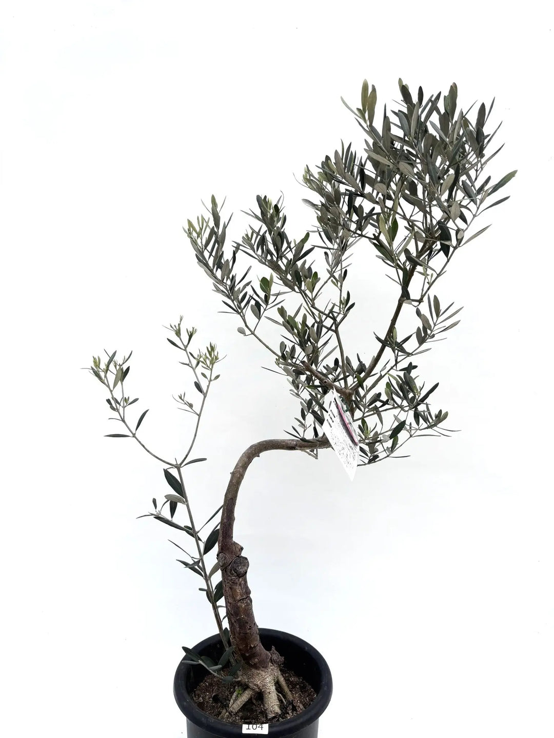 ミッション Mサイズ 約120cm K-104 オリーブの木 人気品種 - 株式会社