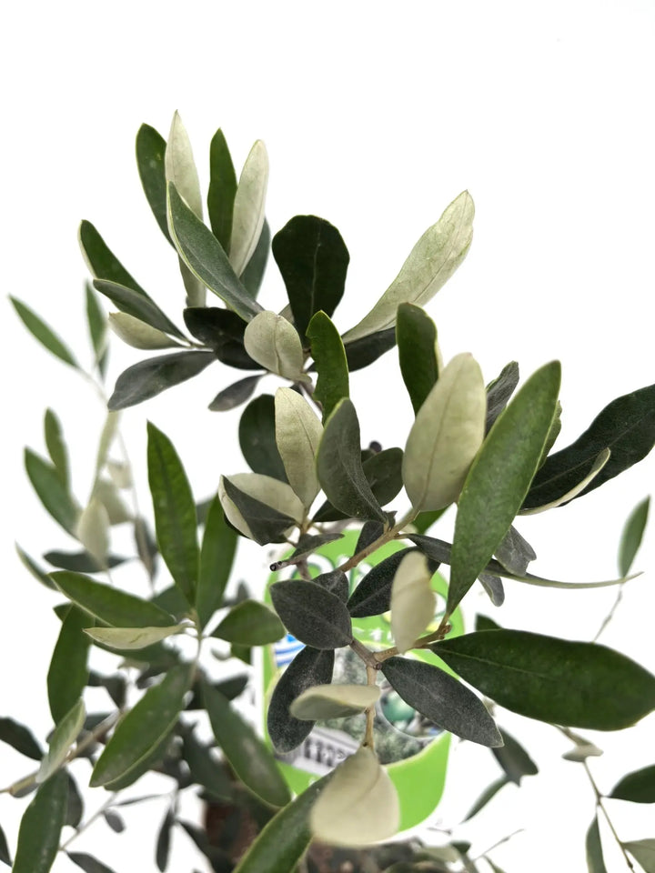 カラマタ XSサイズ 約70cm K-120 オリーブの木 希少品種 - 株式会社鶴亀園